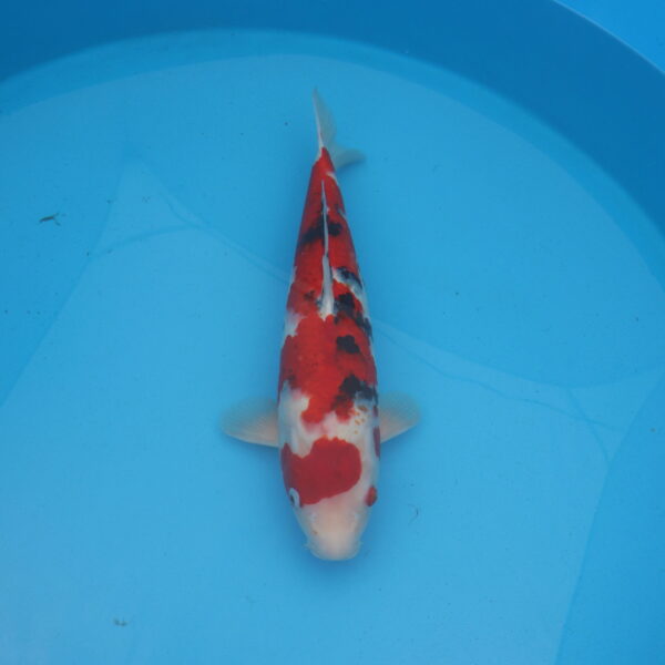 Carpe koi Sanke 50cm
