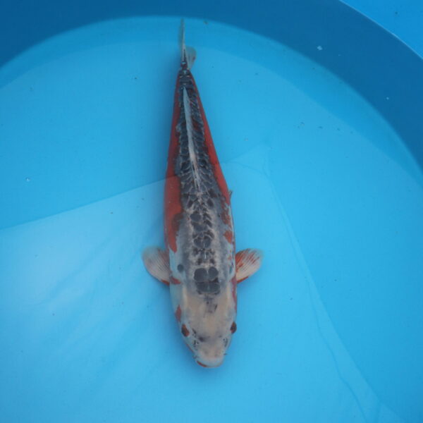 Carpe koi Shusui 60cm