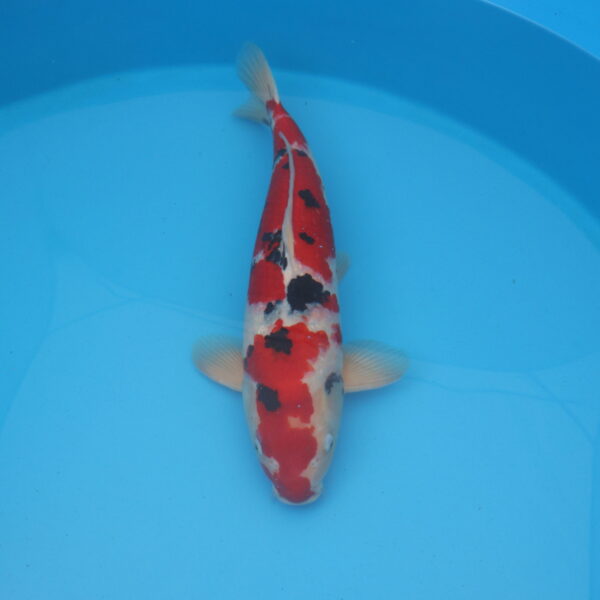Carpe koi Sanke 53cm