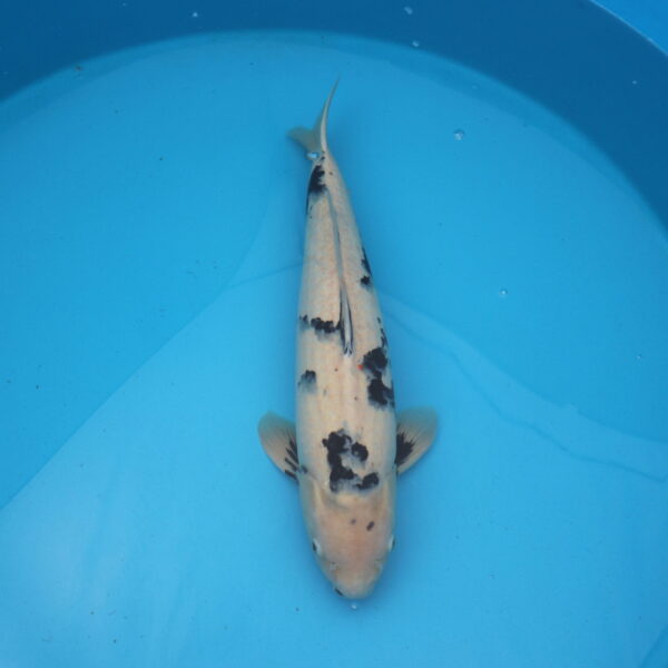 Carpe koi Shiro utsuri 58cm