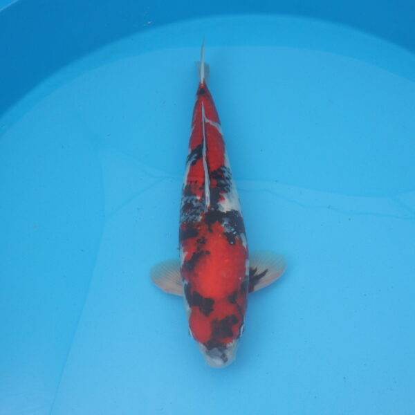 Carpe koi Showa 53cm