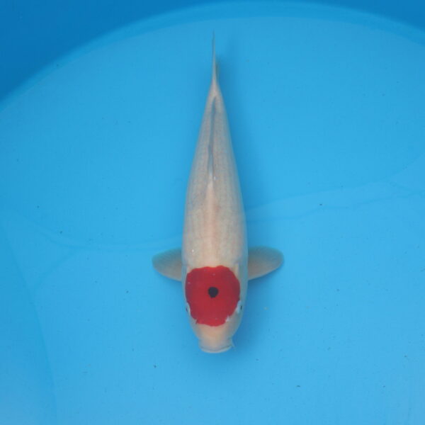 Carpe koi Tancho 49cm