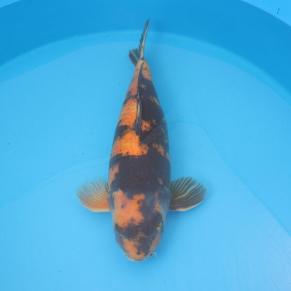 Carpe koi Ki utsuri 59cm
