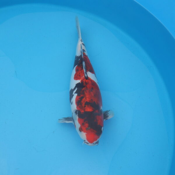 Carpe koi Showa Doitsu 50cm