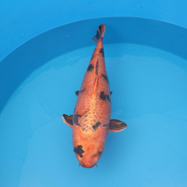 Carpe koi Kin Hi Utsuri 60cm