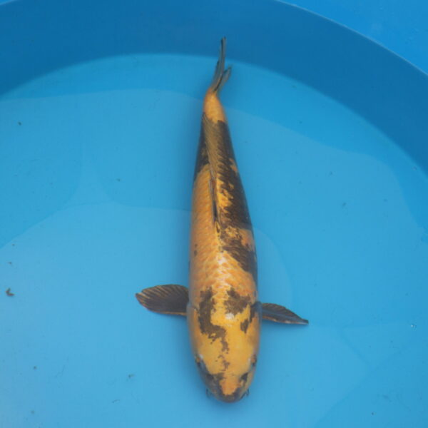 Carpe koi Kin Ki Utsuri 64cm