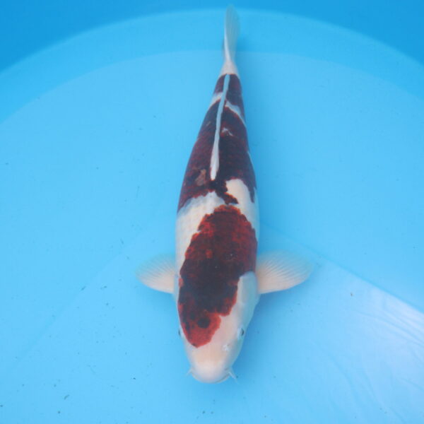 Carpe koi Budo Goromo 56cm