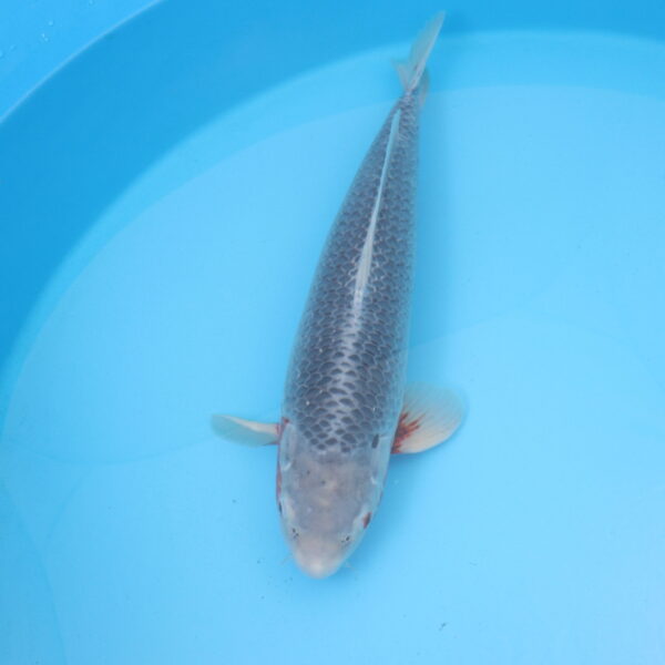 Carpe koi Asagi 57cm