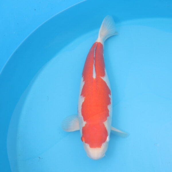 Carpe koi Kohaku 58cm