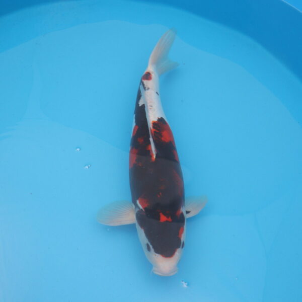 Carpe koi Showa Doitsu 53cm