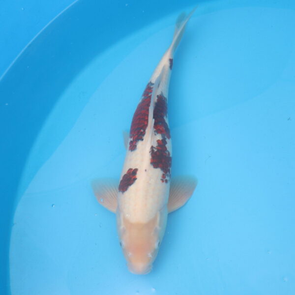 Carpe koi Goromo 54cm