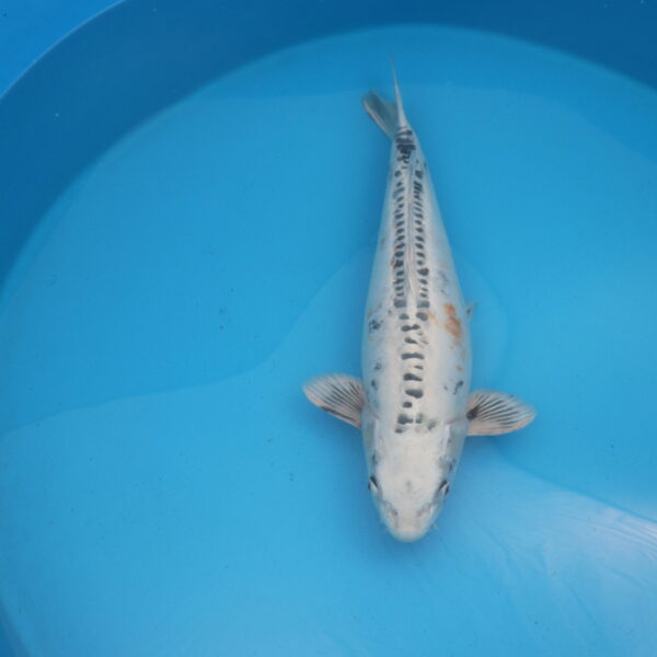 Carpe koi Beni Kikokuryu 58cm