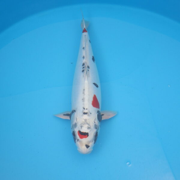 Carpe koi Beni Kikokuryu 53cm