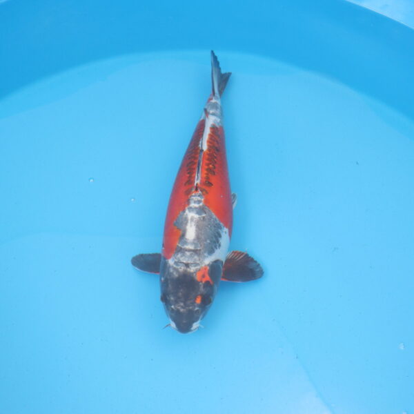 Carpe koi Beni Kikokuryu 50cm