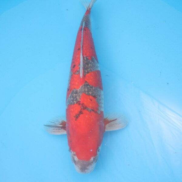 Carpe koi Goshiki 57cm