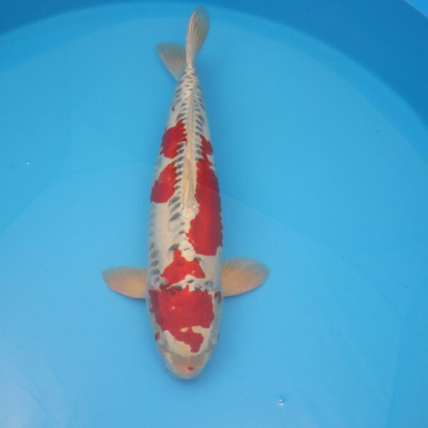Carpe koi Beni Kikokuryu 59cm