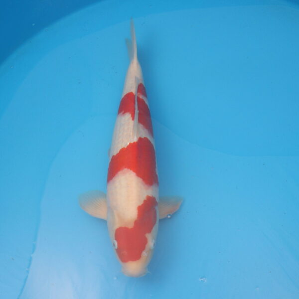Carpe koi Kohaku 55cm