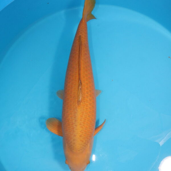 Carpe koi Chagoi 71cm