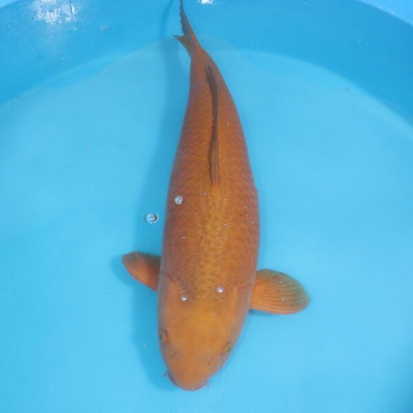 Carpe koi Chagoi 67cm