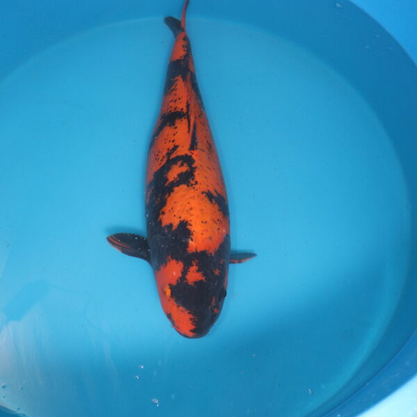 Carpe koi Hi utsuri 76cm