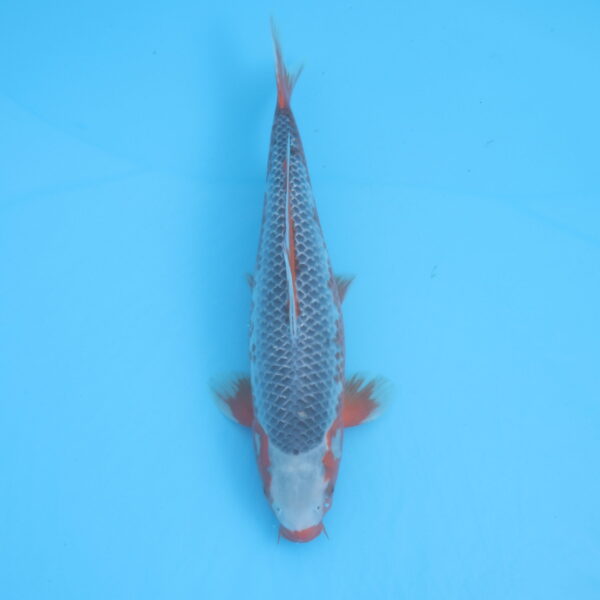 Carpe koi Asagi 41cm