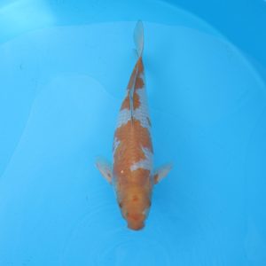 Carpe koi Ochiba 48 cm
