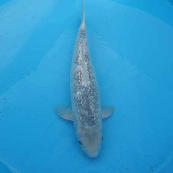 Carpe koi Asagi Ginrin 53cm