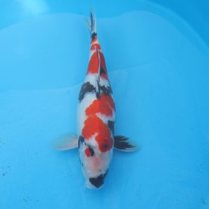Carpe koi Showa 50cm