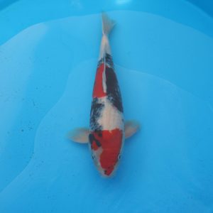Carpe koi Showa 55cm