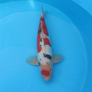 Carpe koi Sanke Doitsu 54cm