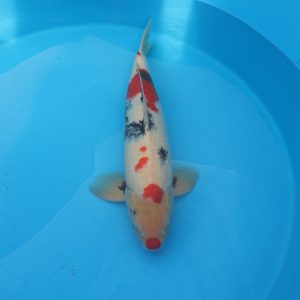 Carpe koi Showa 60cm