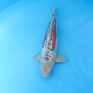 Carpe koi Shusui 50cm