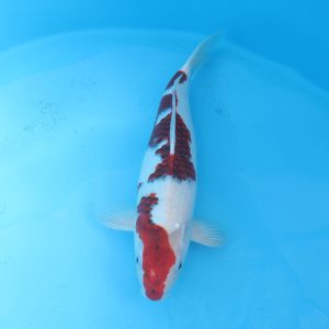 Carpe koi Goromo 50cm