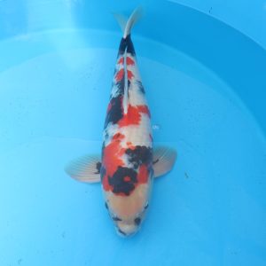 Carpe koi Showa 64cm