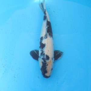 Carpe koi Shiro Utsuri 48cm