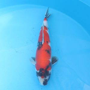 Carpe koi Showa 55cm