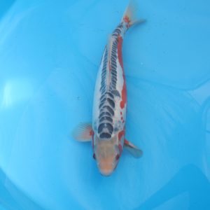 Carpe koi Shusui 55cm