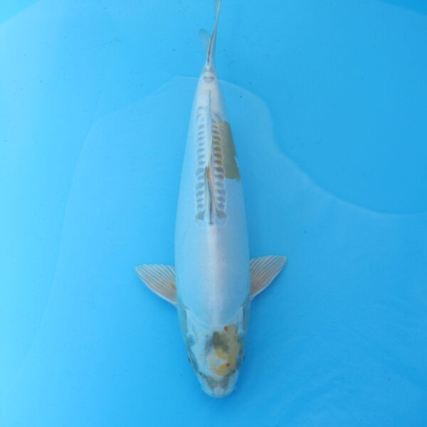 Carpe koi Hariwake 45cm