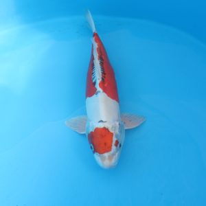 Carpe koi Kujaku Doitsu 48cm
