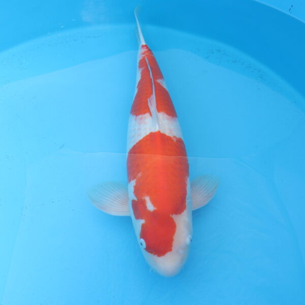 Carpe koi Kohaku 65cm