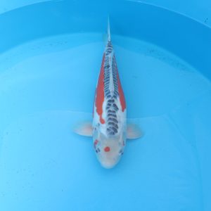 Carpe koi Shusui 50cm