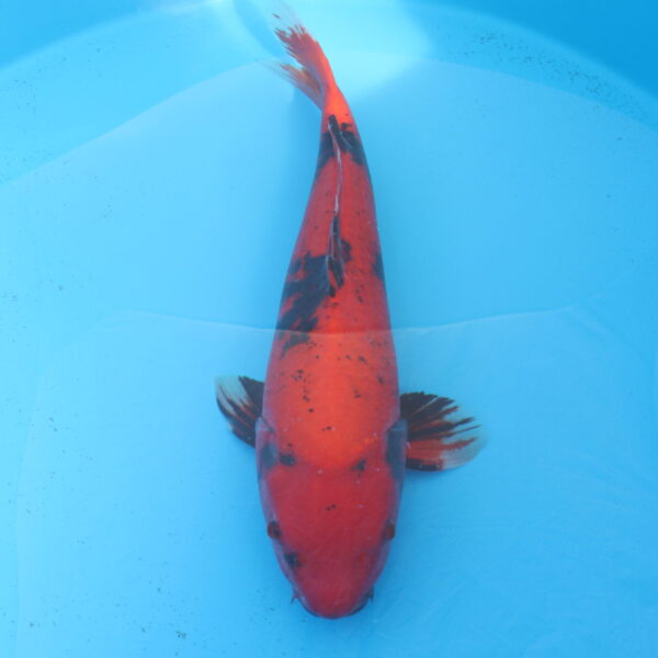 Carpe koi Hi Utsuri 60cm