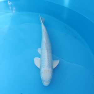 Carpe koi platinum 51cm
