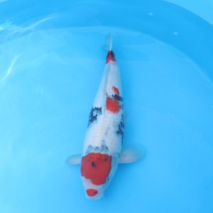 Carpe koi Showa 59cm