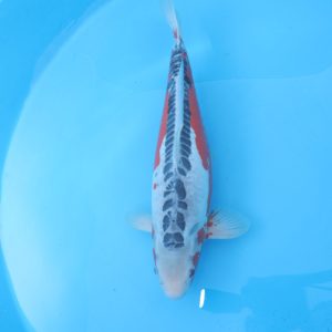 Carpe koi Shusui 50cm