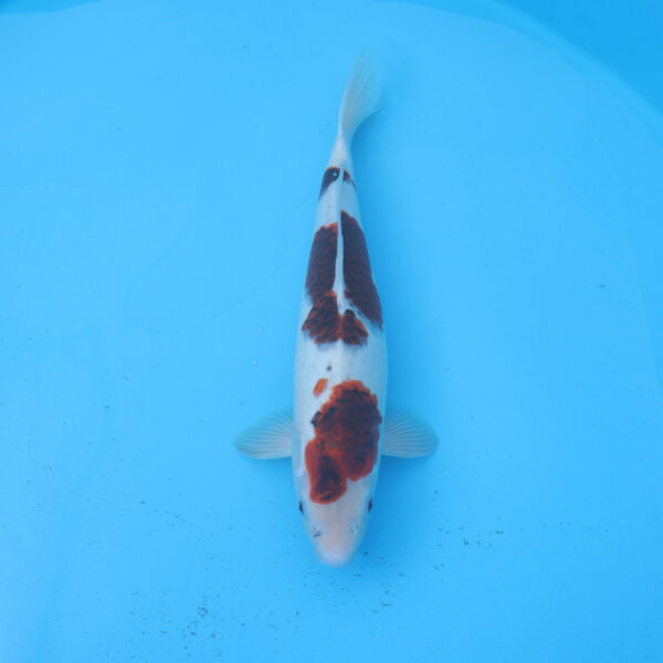 Carpe koi Budo Goromo 49cm