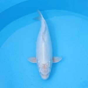 Carpe koi Platinum Doitsu 54cm