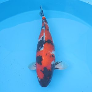 Carpe koi Showa 60cm