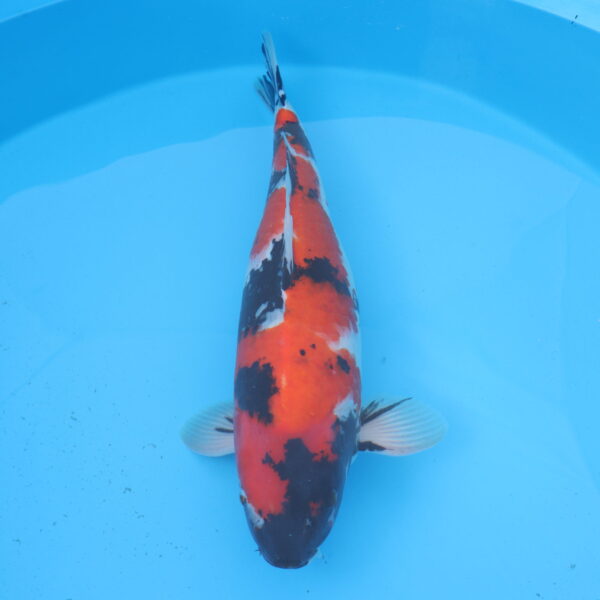 Carpe koi Showa 60cm