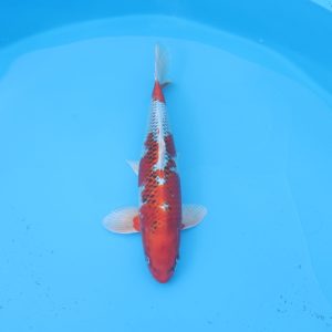 Carpe koi Kujaku 45cm
